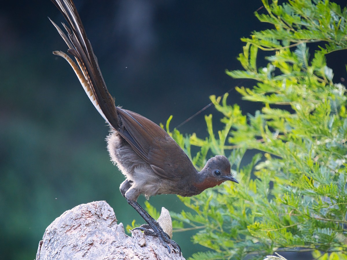 lyrochvost nádherný - ML647162054