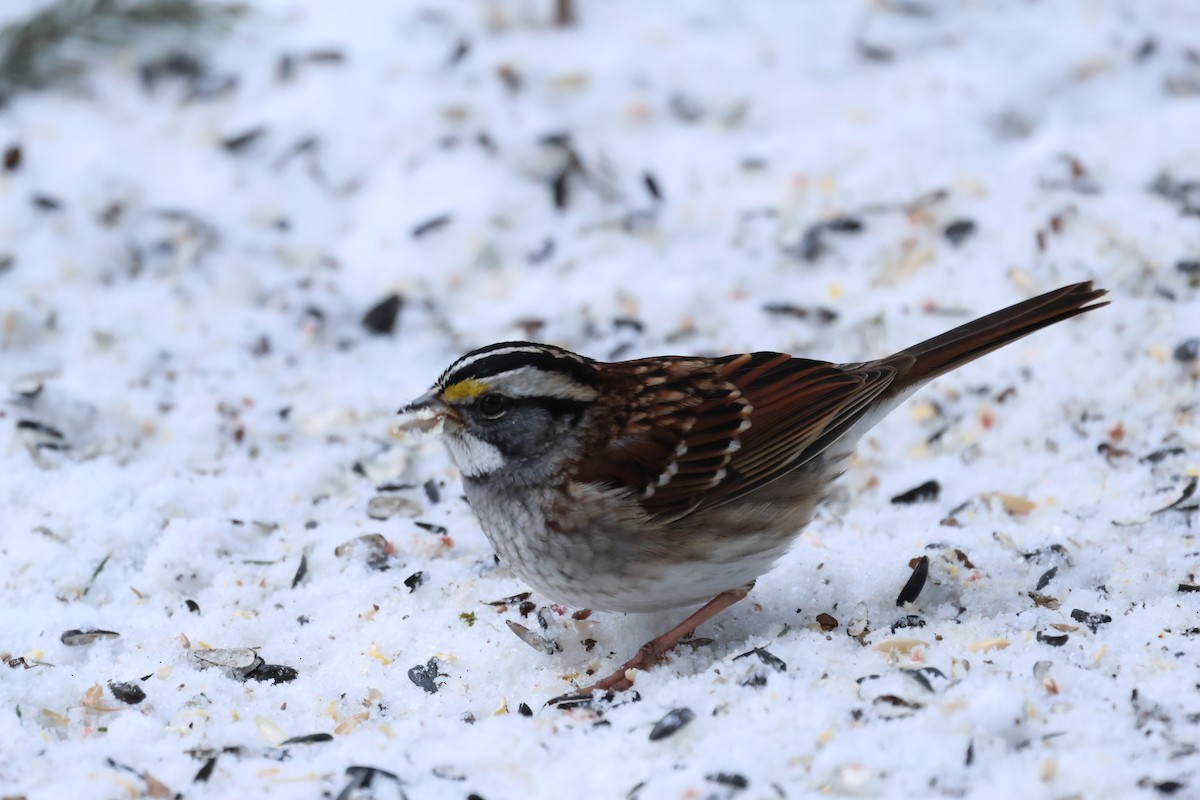 White-throated Sparrow - ML647162055