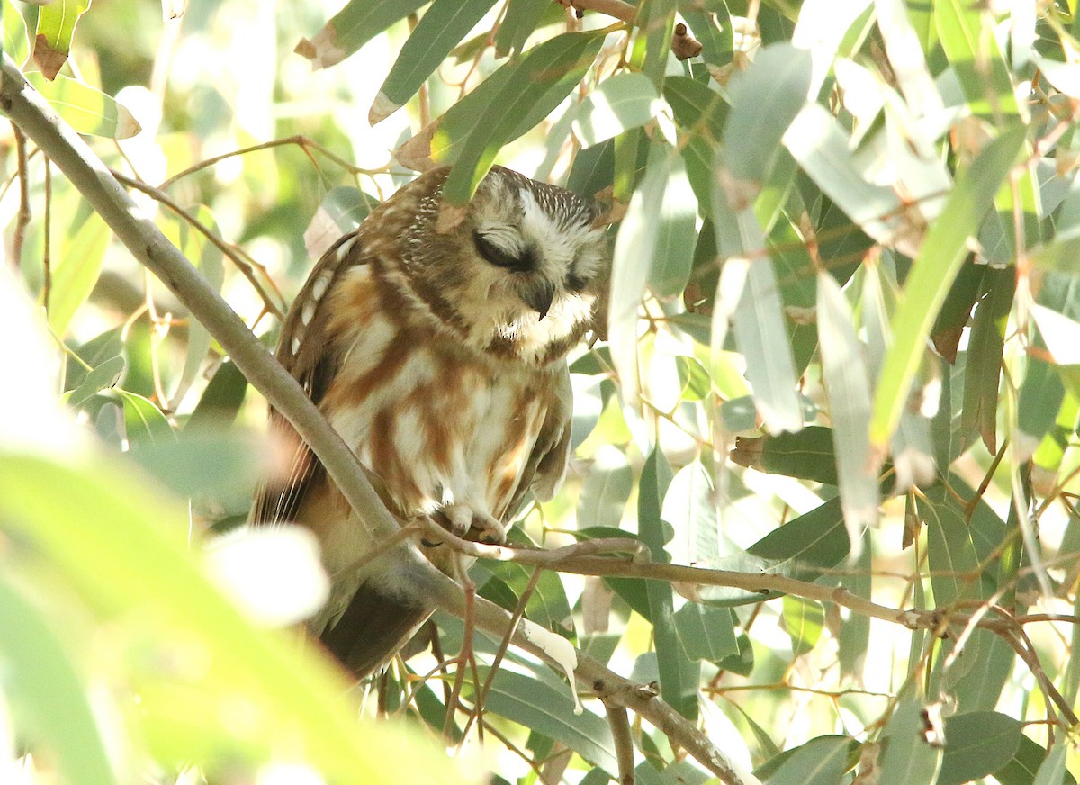 Northern Saw-whet Owl - ML647162056