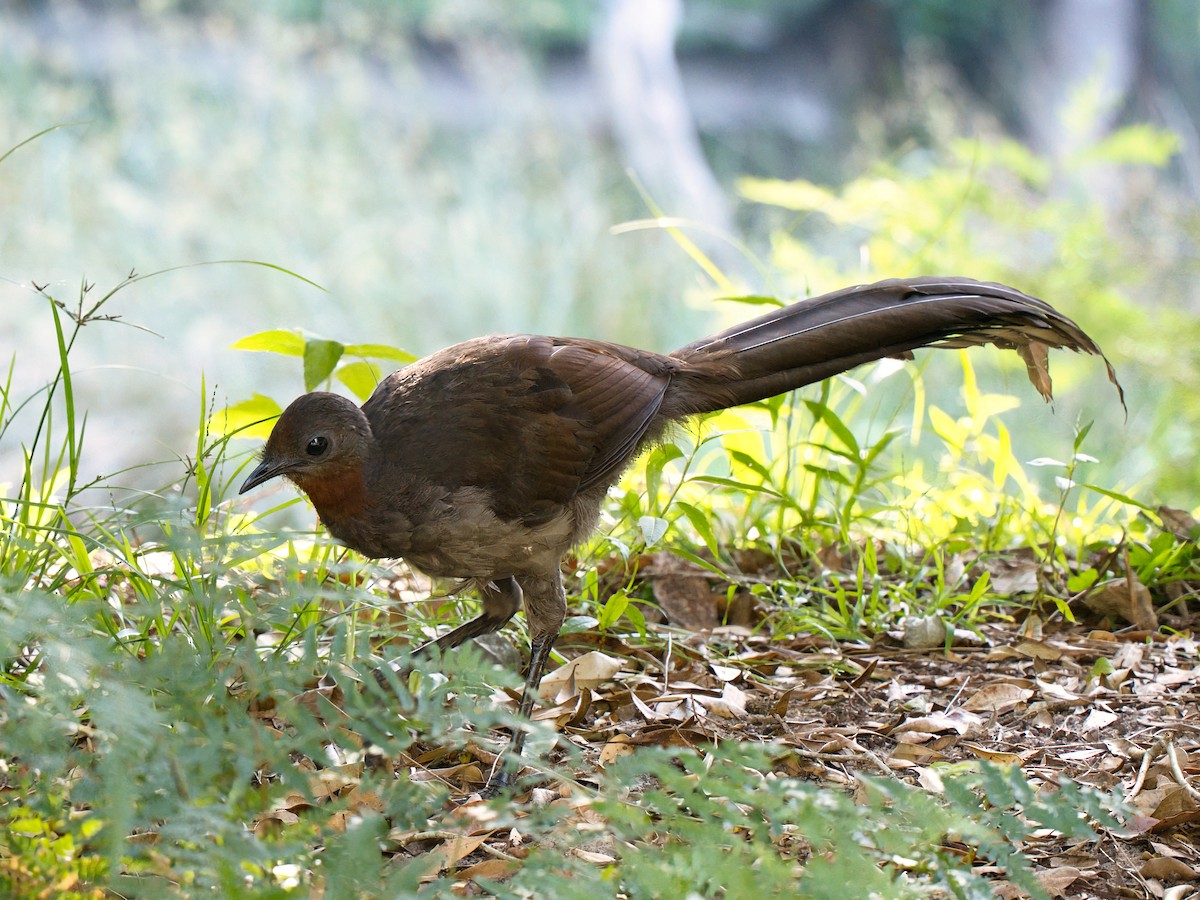 lyrochvost nádherný - ML647162058