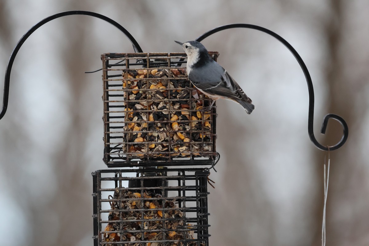 White-breasted Nuthatch - ML647162059