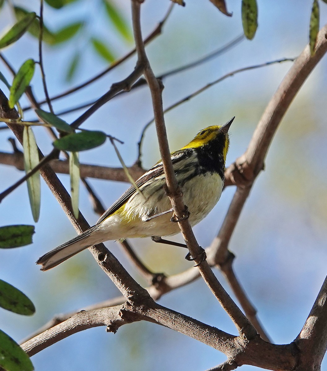 Black-throated Green Warbler - ML647162060