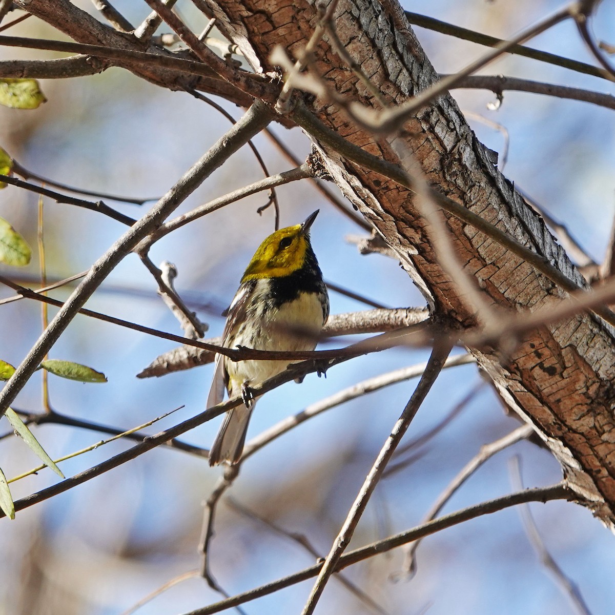 Black-throated Green Warbler - ML647162061