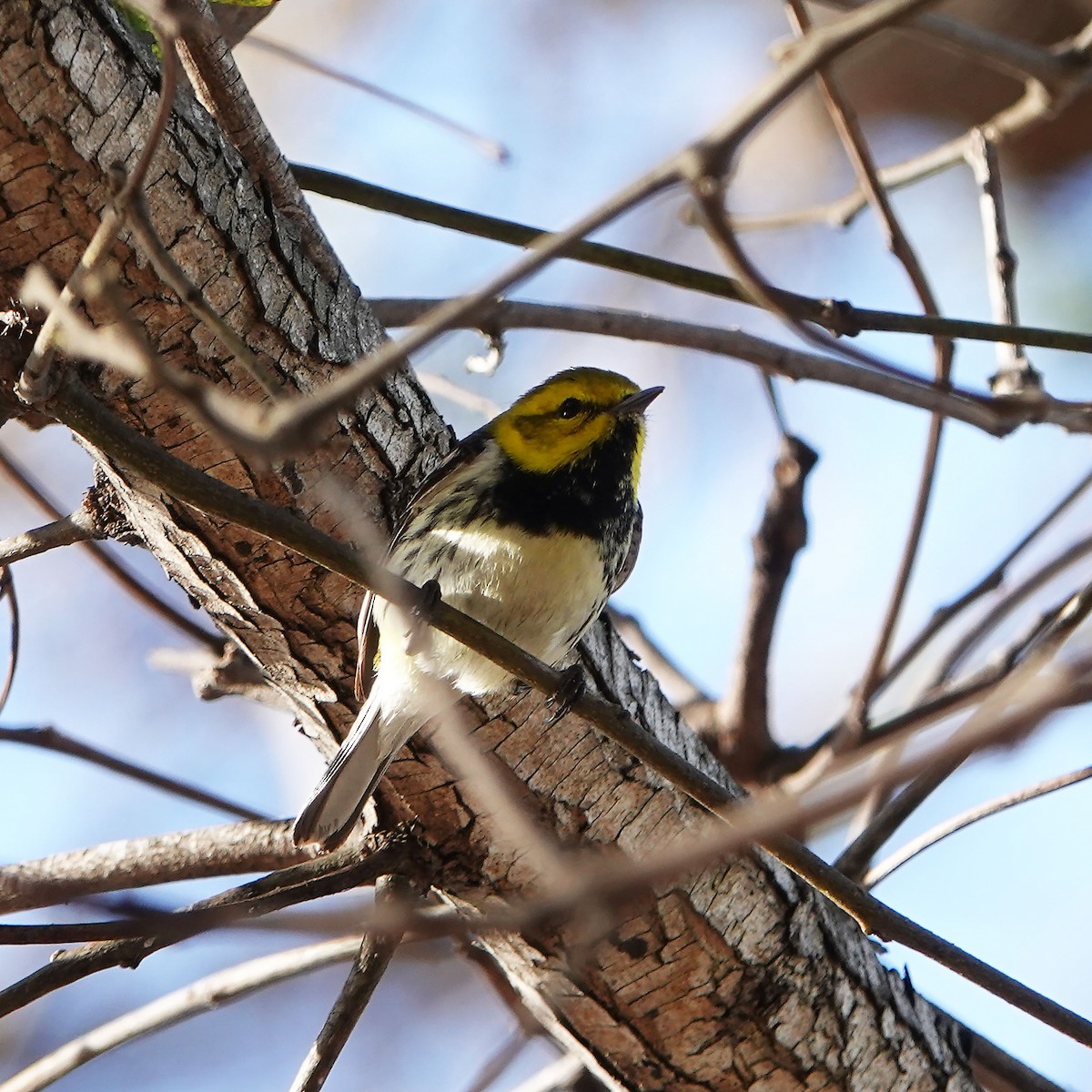 Black-throated Green Warbler - ML647162062