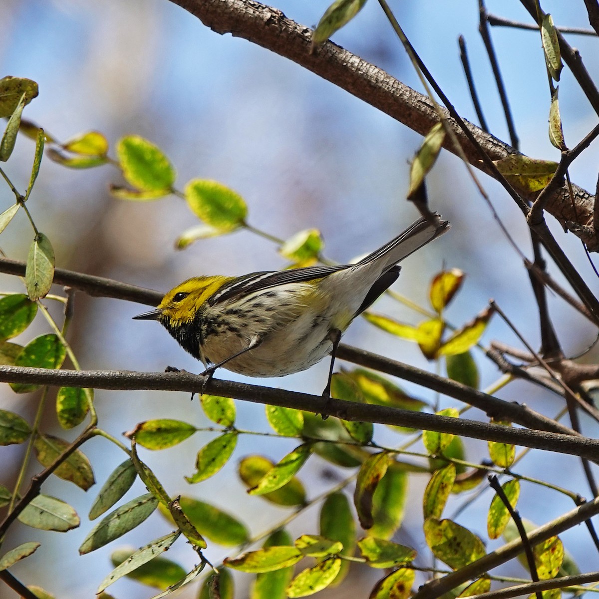 Black-throated Green Warbler - ML647162063