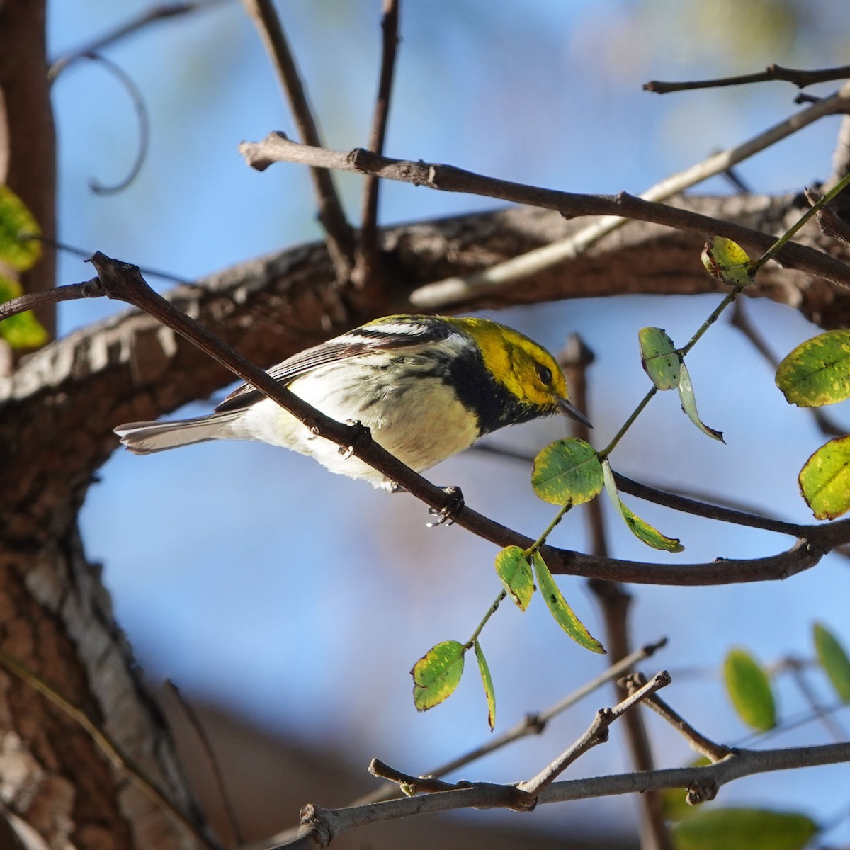 Black-throated Green Warbler - ML647162064