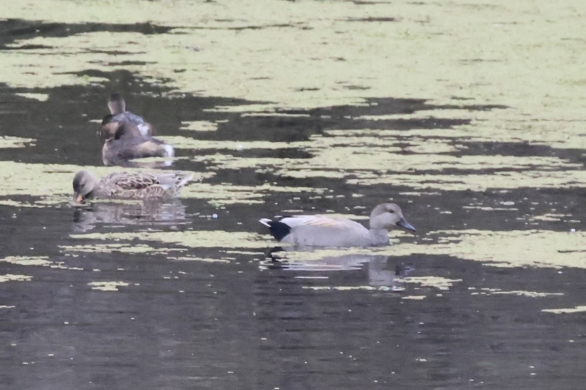 Gadwall - ML647162070