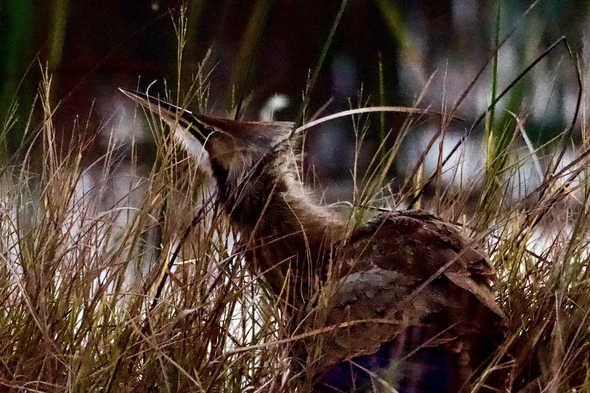 American Bittern - ML647162075
