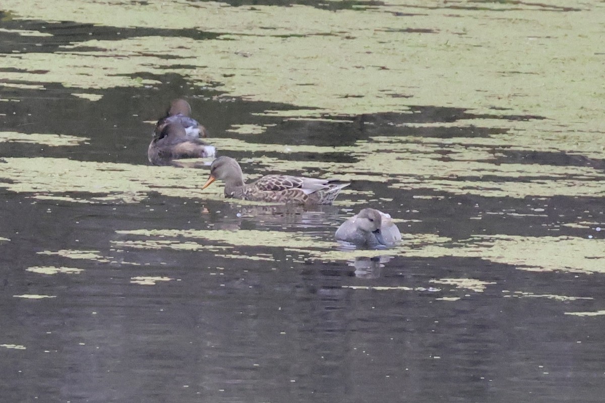 Gadwall - ML647162077