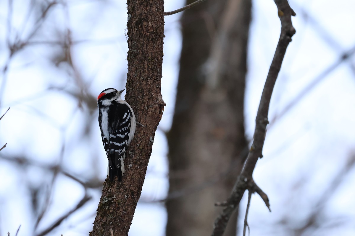 Downy Woodpecker - ML647162079