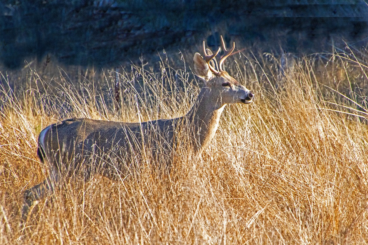 California Mule Deer - ML647162082