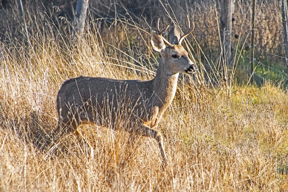 California Mule Deer - ML647162083