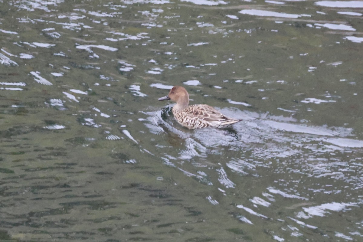 Northern Pintail - ML647162087