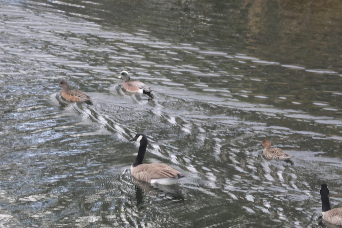 Northern Pintail - ML647162092