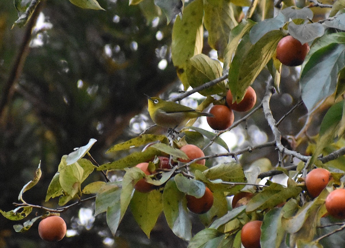 Warbling White-eye - ML647162093