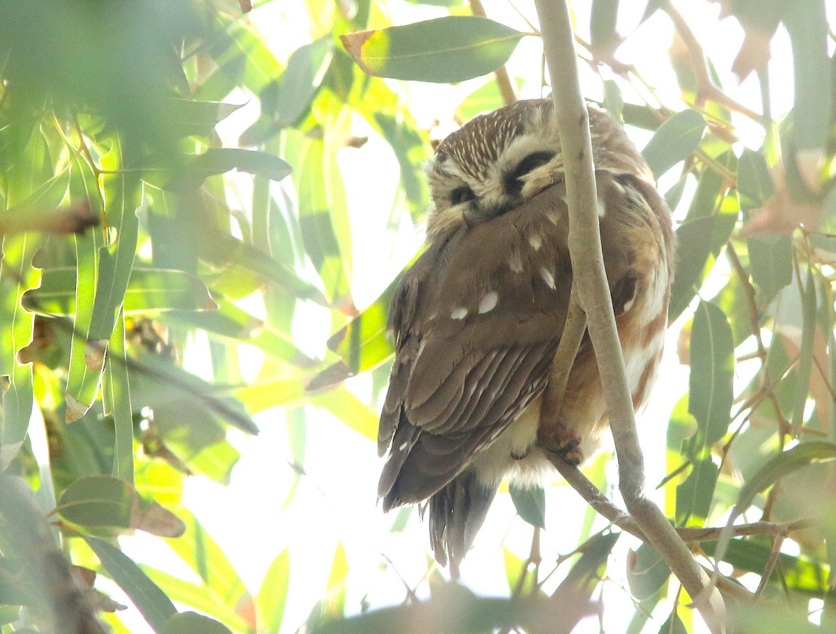 Northern Saw-whet Owl - ML647162099