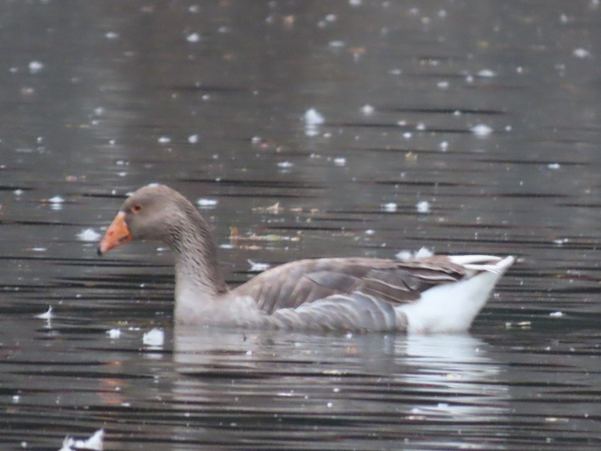 Graylag Goose (Domestic type) - ML647162103