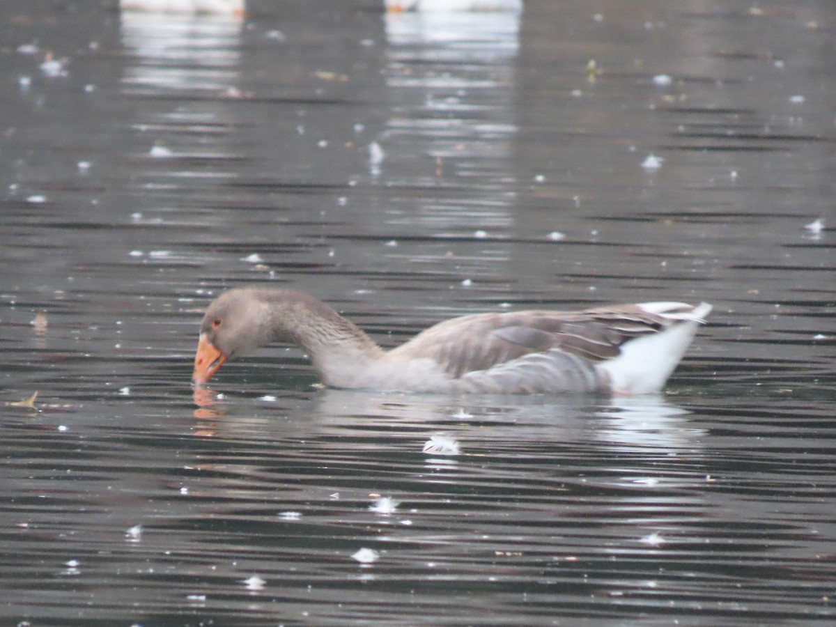 Graylag Goose (Domestic type) - ML647162105