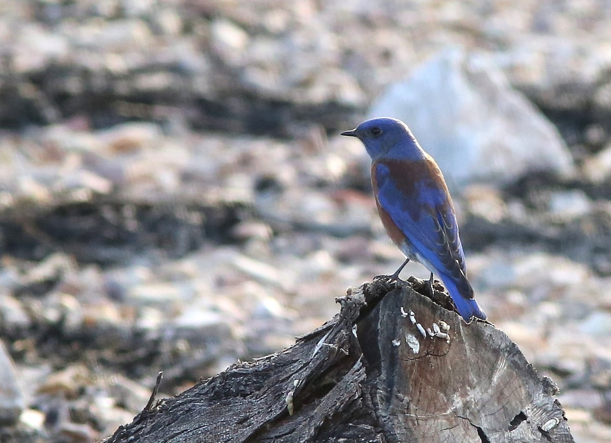 Western Bluebird - ML647162106