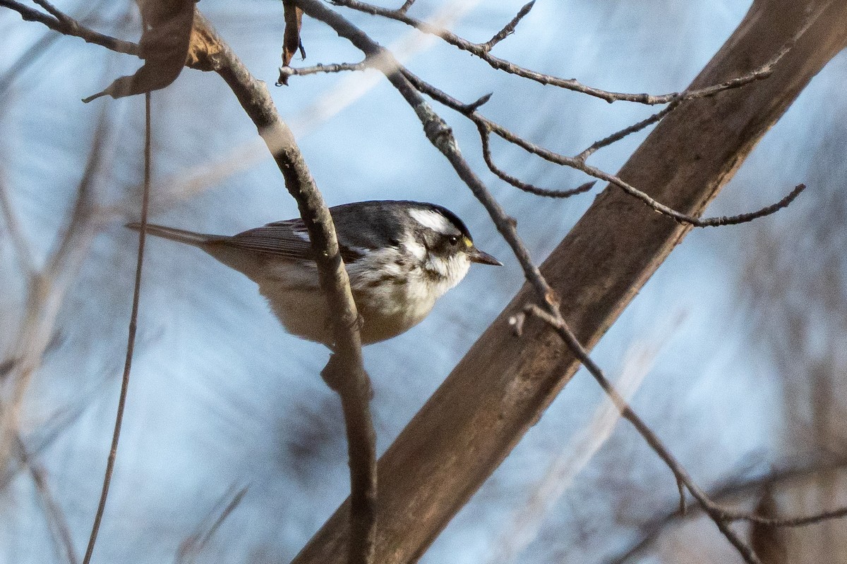 Black-throated Gray Warbler - ML647162109