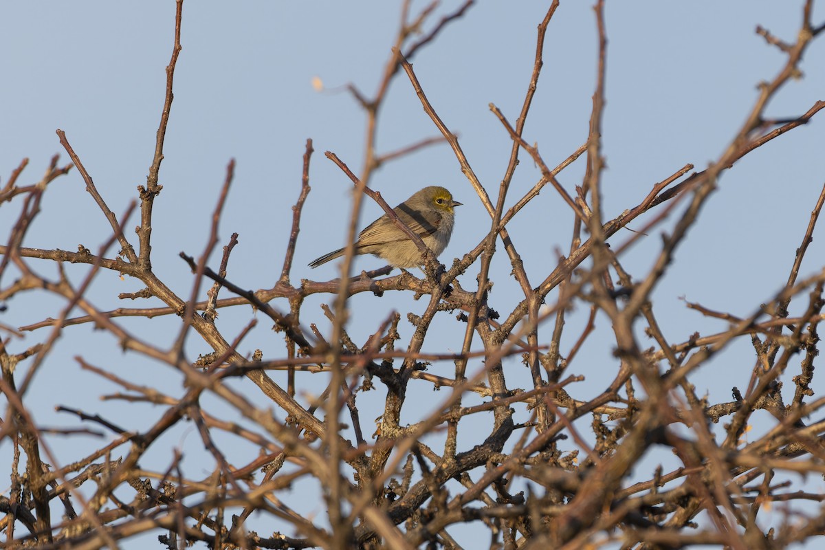 Verdin - ML647162110