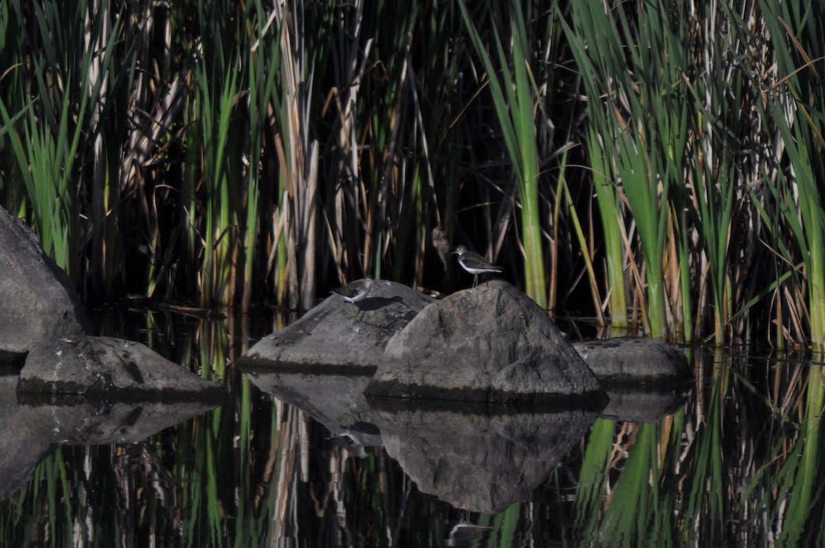 Solitary Sandpiper - ML647162111