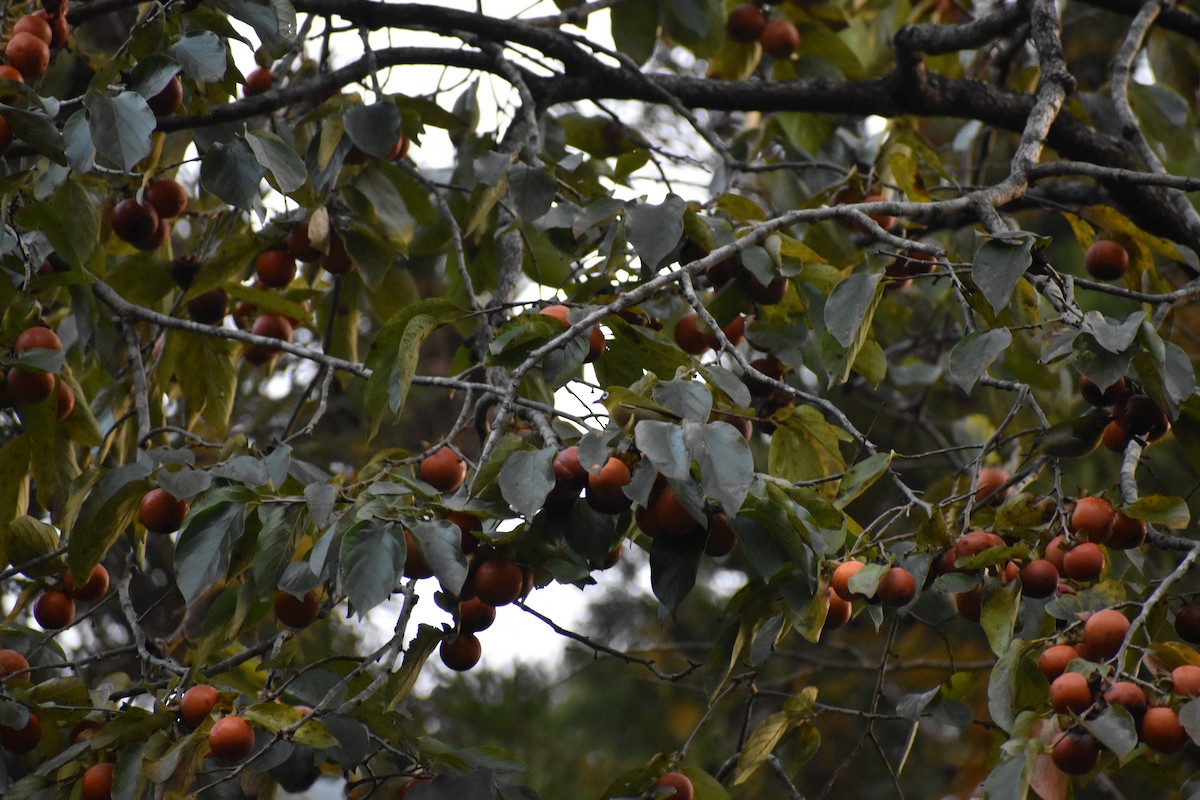 Warbling White-eye - ML647162113