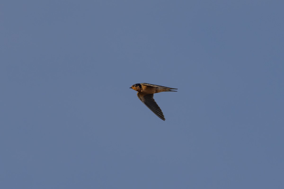 Barn Swallow - ML647162115