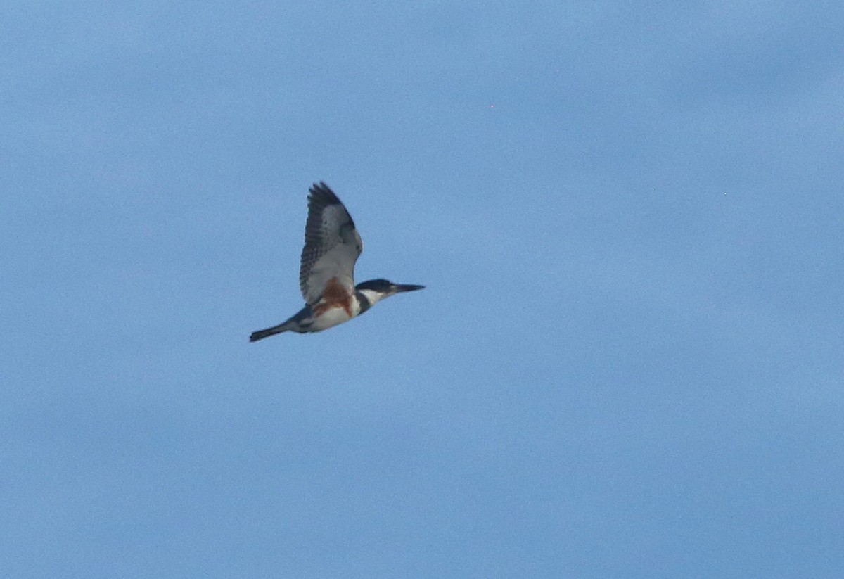 Belted Kingfisher - ML647162131