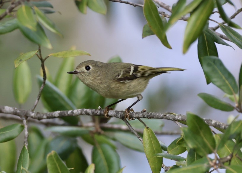 Ruby-crowned Kinglet - ML647162139