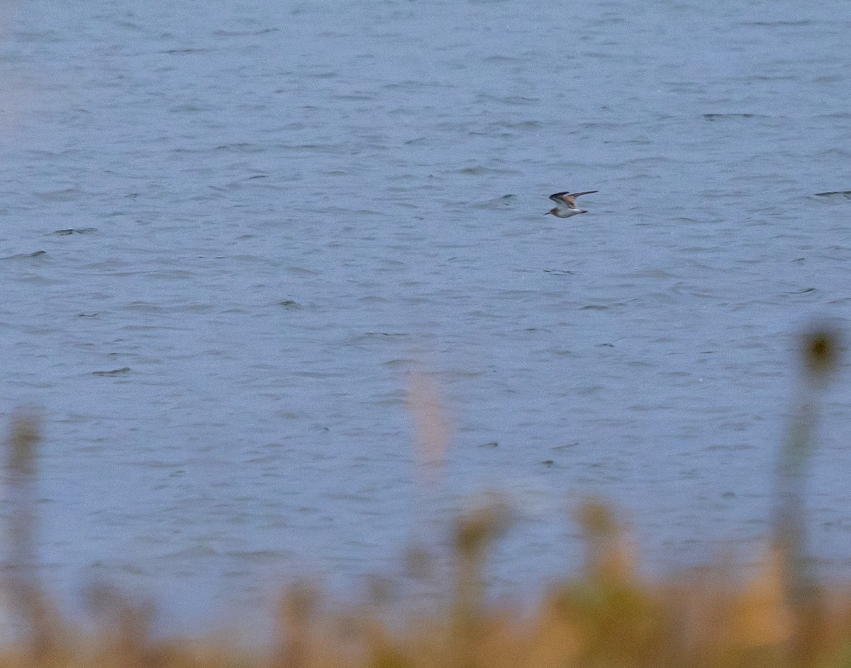 Побережник арктичний - ML647162147