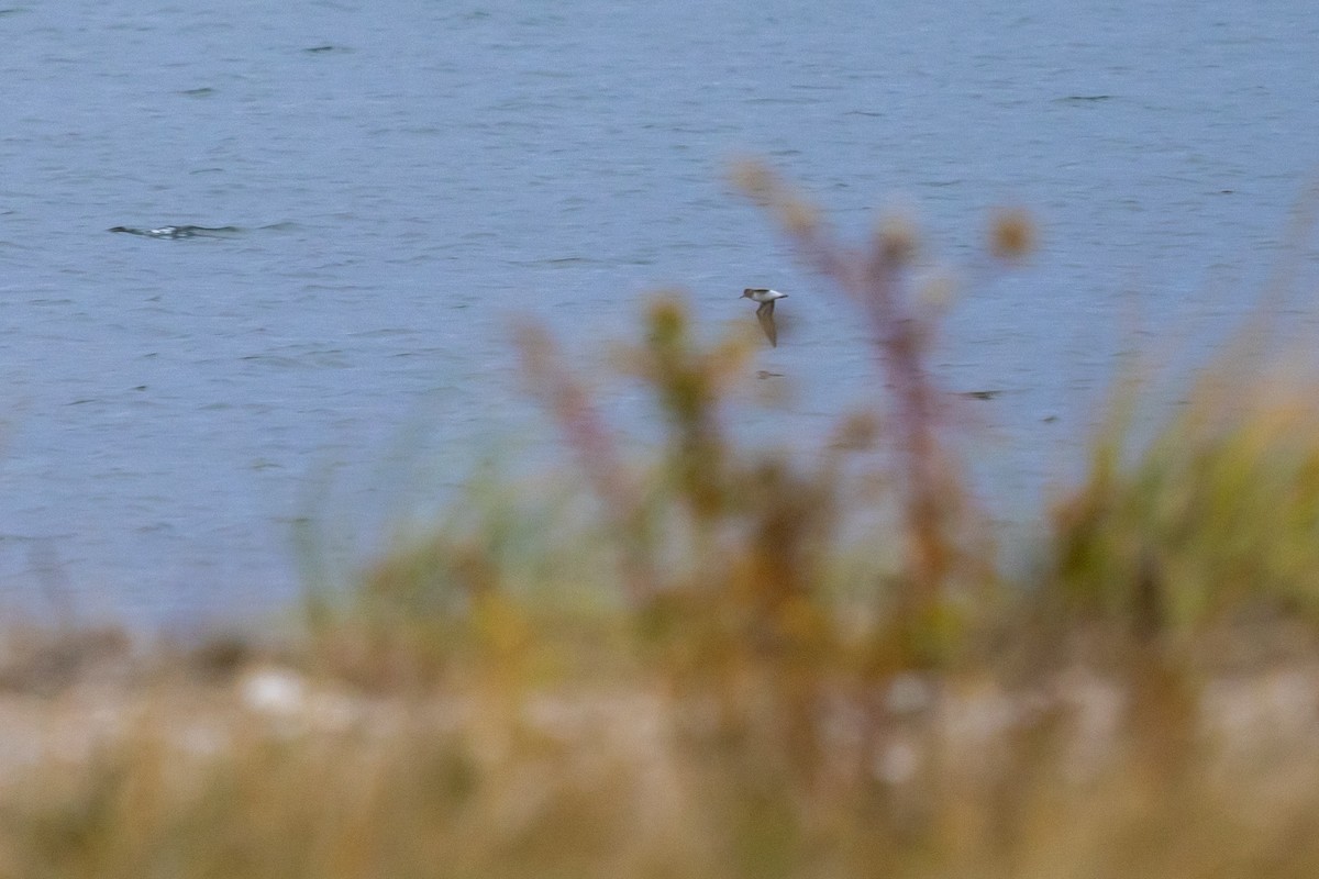 Побережник арктичний - ML647162148