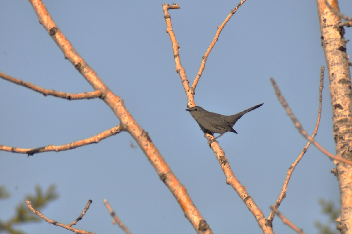 Gray Catbird - ML647162149