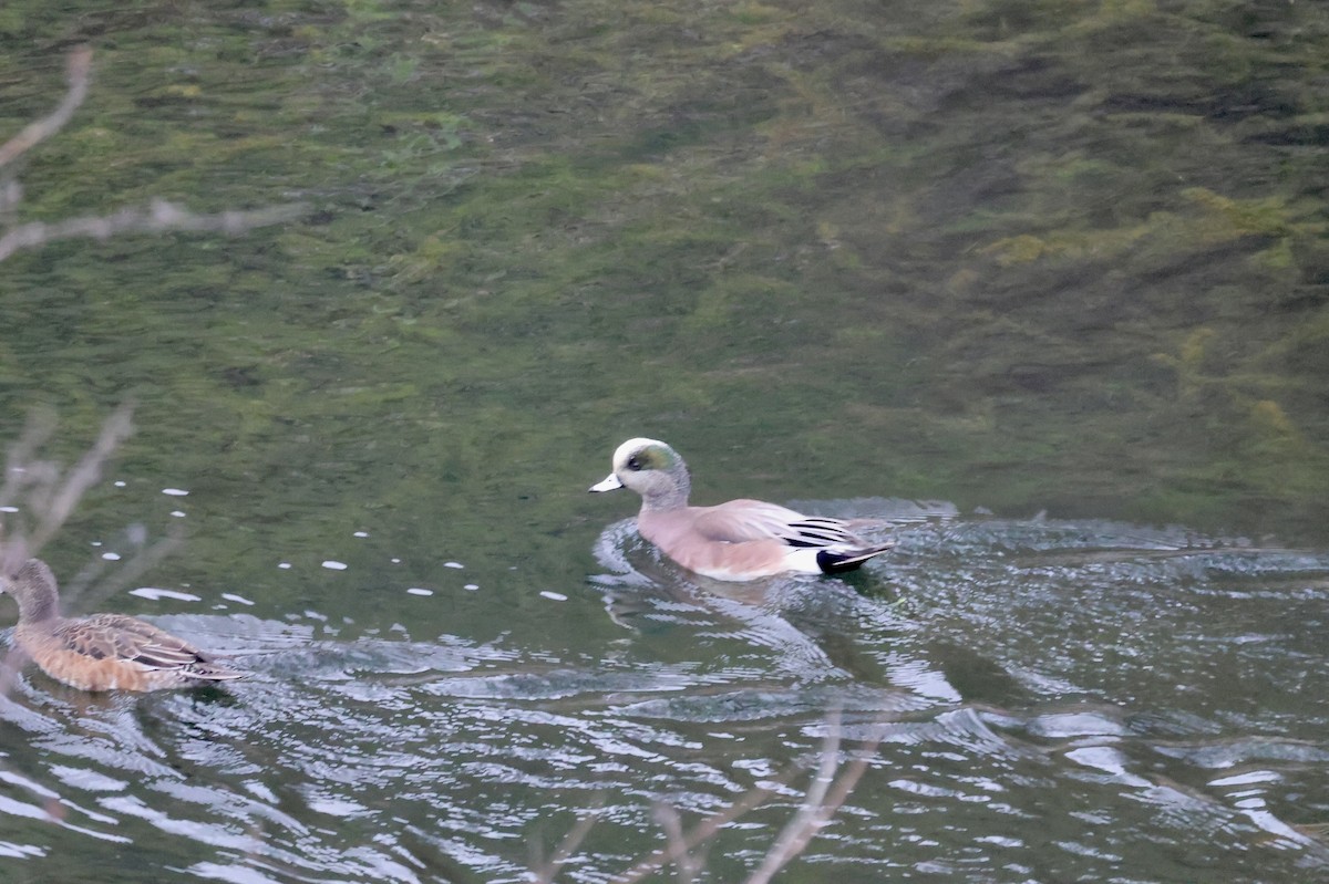 American Wigeon - ML647162159