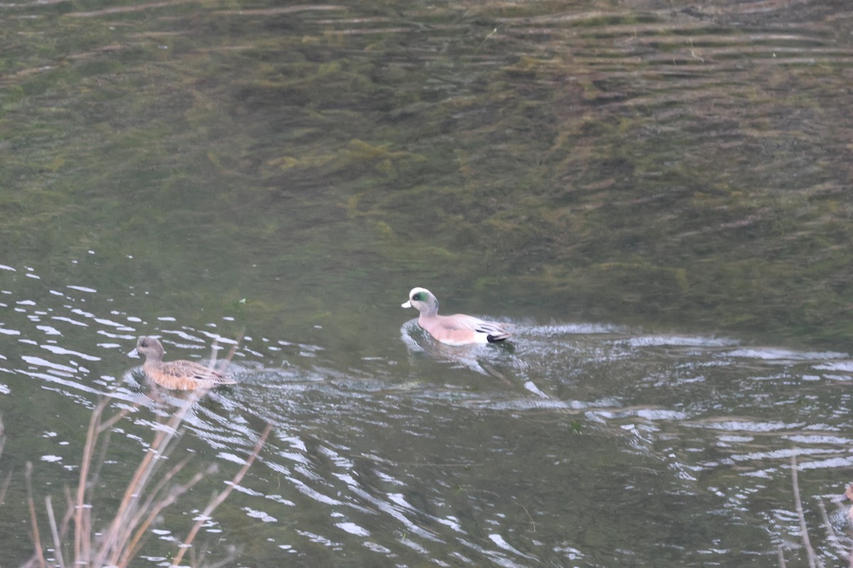 American Wigeon - ML647162168