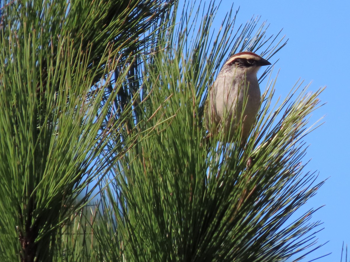 Striped Sparrow - ML647162170