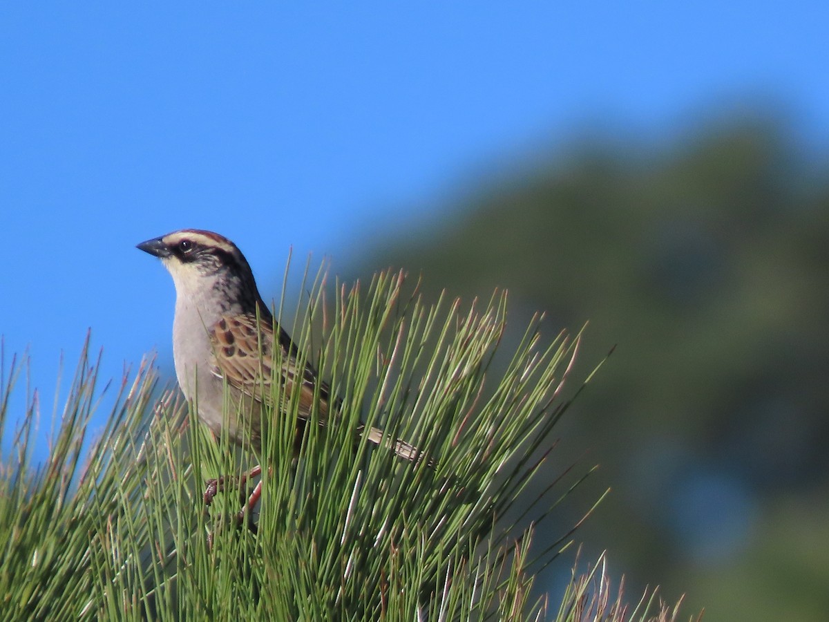 Striped Sparrow - ML647162171