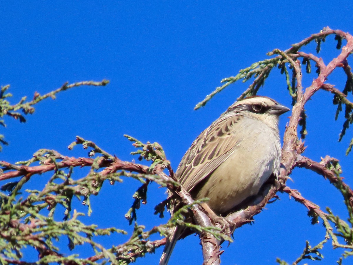 Striped Sparrow - ML647162173