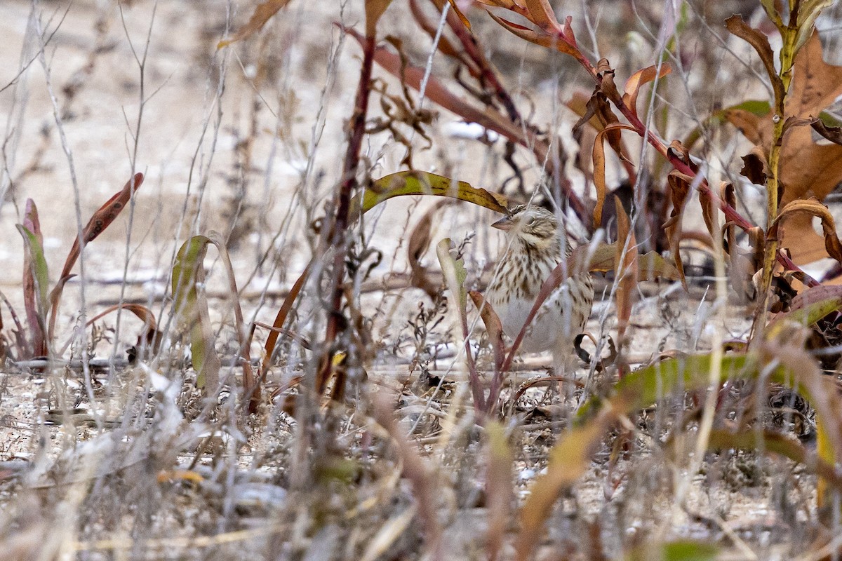 strnadec luční (ssp. princeps) - ML647162178