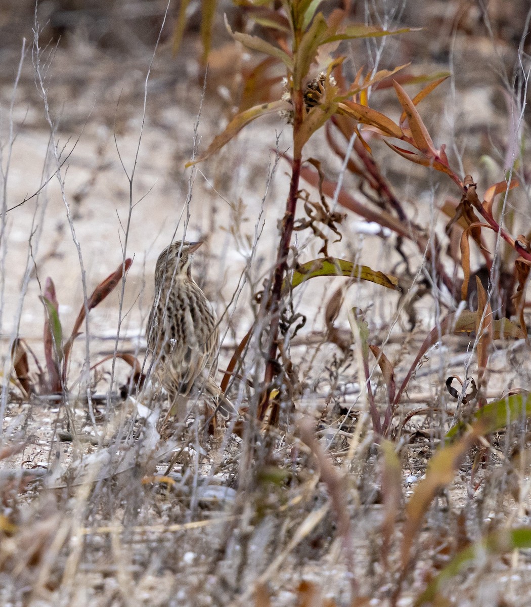 Savannah Sparrow (Ipswich) - ML647162179