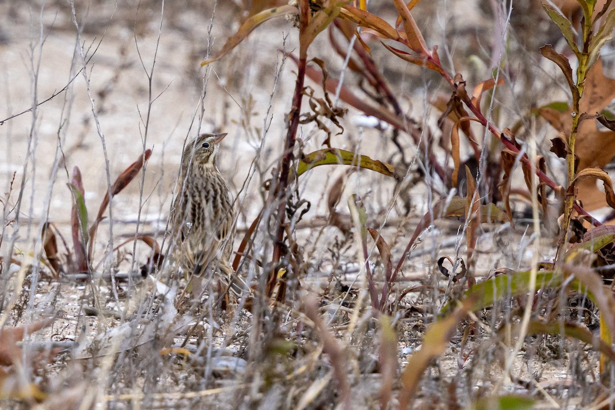 Savannah Sparrow (Ipswich) - ML647162180