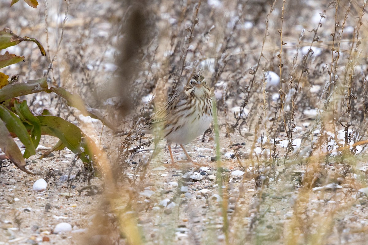Savannah Sparrow (Ipswich) - ML647162181