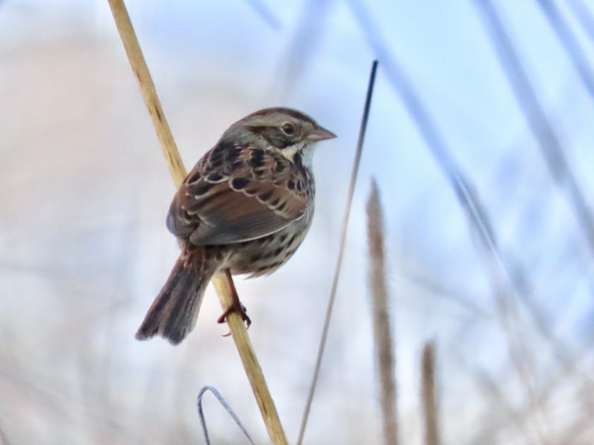Sierra Madre Sparrow - ML647162182
