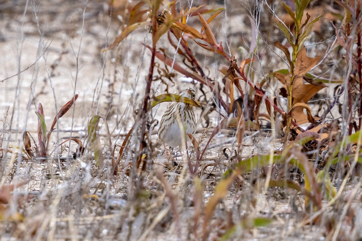 Savannah Sparrow (Ipswich) - ML647162183