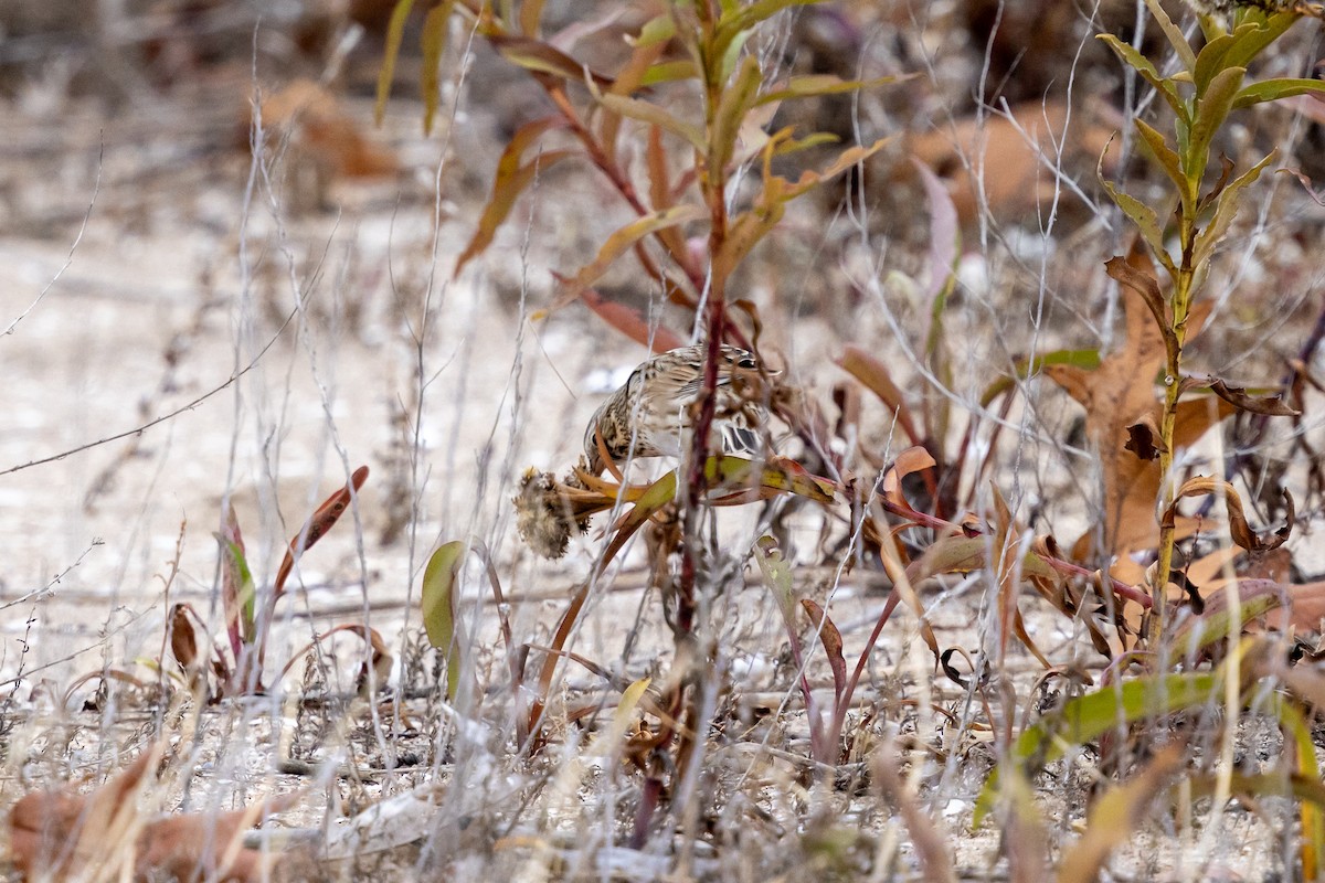 Savannah Sparrow (Ipswich) - ML647162184