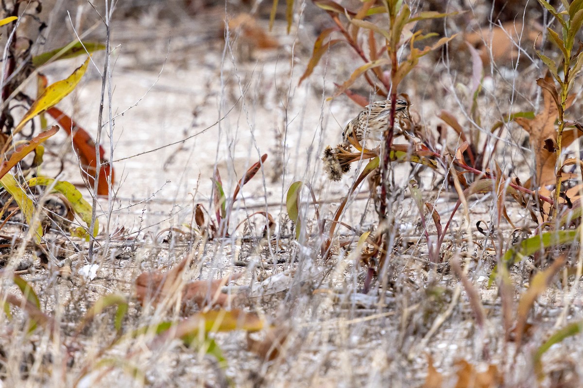Savannah Sparrow (Ipswich) - ML647162185