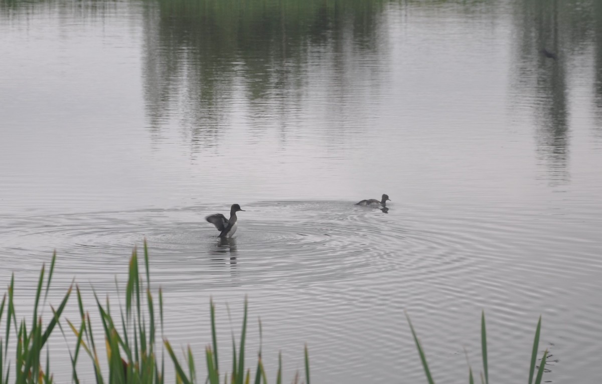 Hooded Merganser - ML647162187