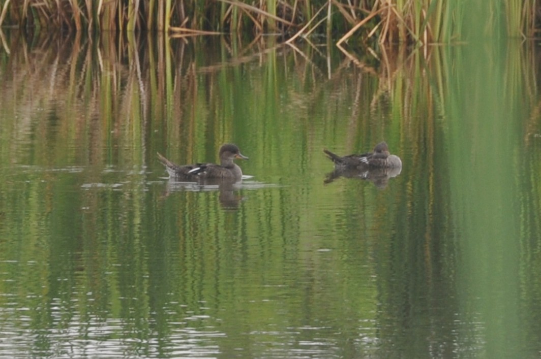 Hooded Merganser - ML647162188