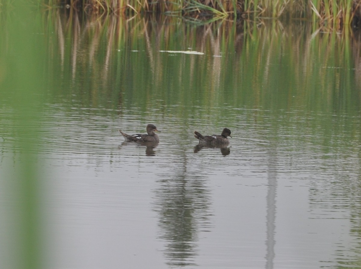 Hooded Merganser - ML647162189