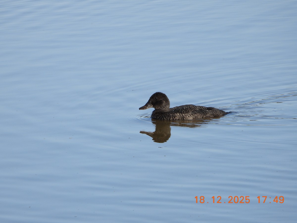 Blue-billed Duck - ML647162190